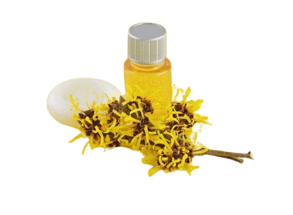 Chiết xuất cây phỉ