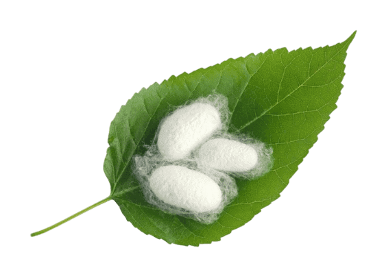 Chiết xuất dâu tằm