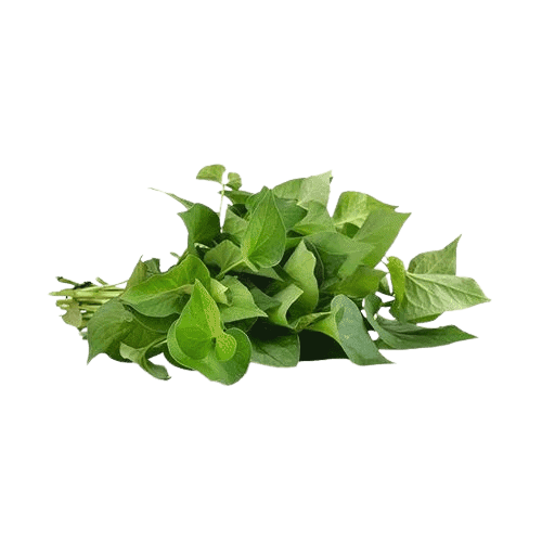 Chiết xuất diếp cá