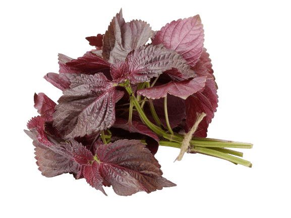 Chiết xuất tía tô