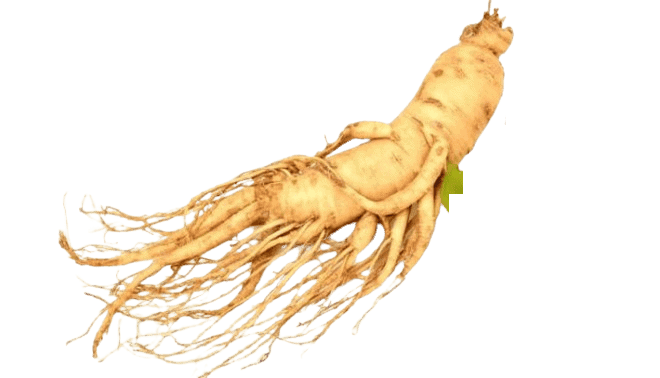 Dịch chiết nhân sâm