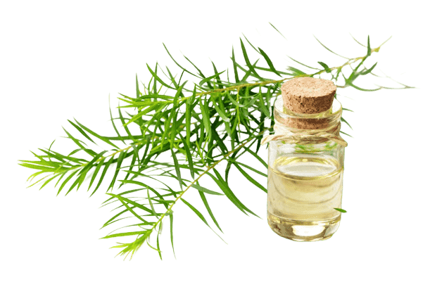 Tinh dầu tràm trà